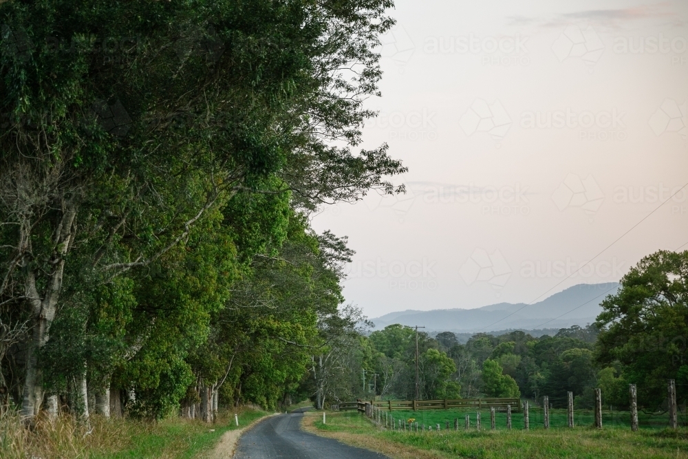 Horizontal shot of trees along the road - Australian Stock Image