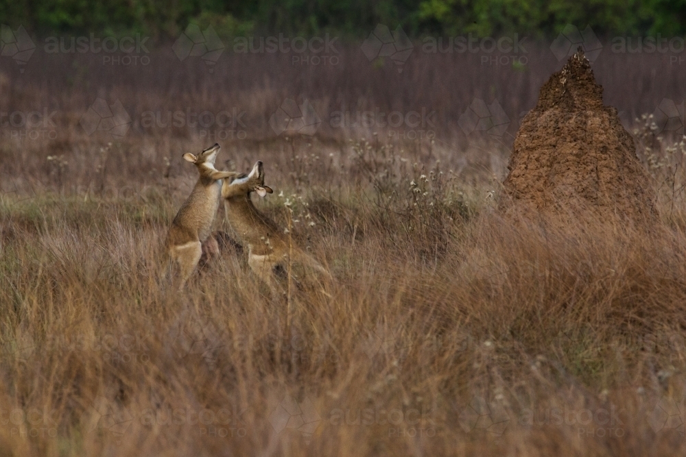 Horizontal shot of two kangaroos fighting in a big field with tall brown grass - Australian Stock Image
