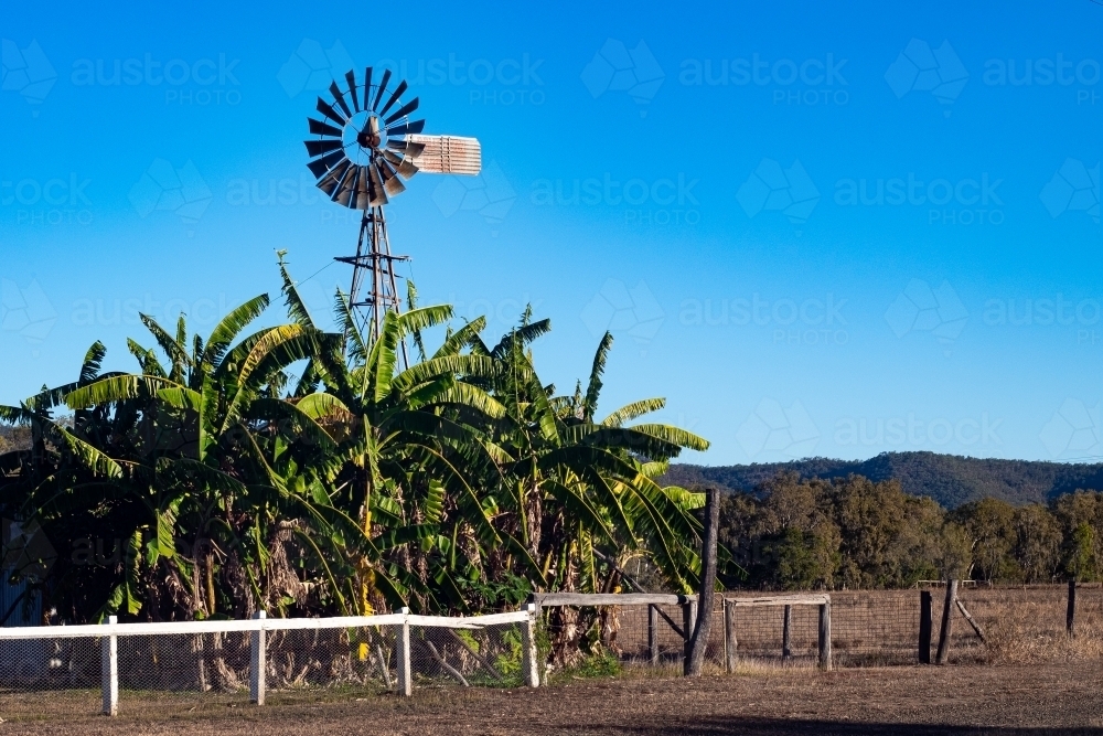 Horizontal shot of  windmill and banana trees - Australian Stock Image