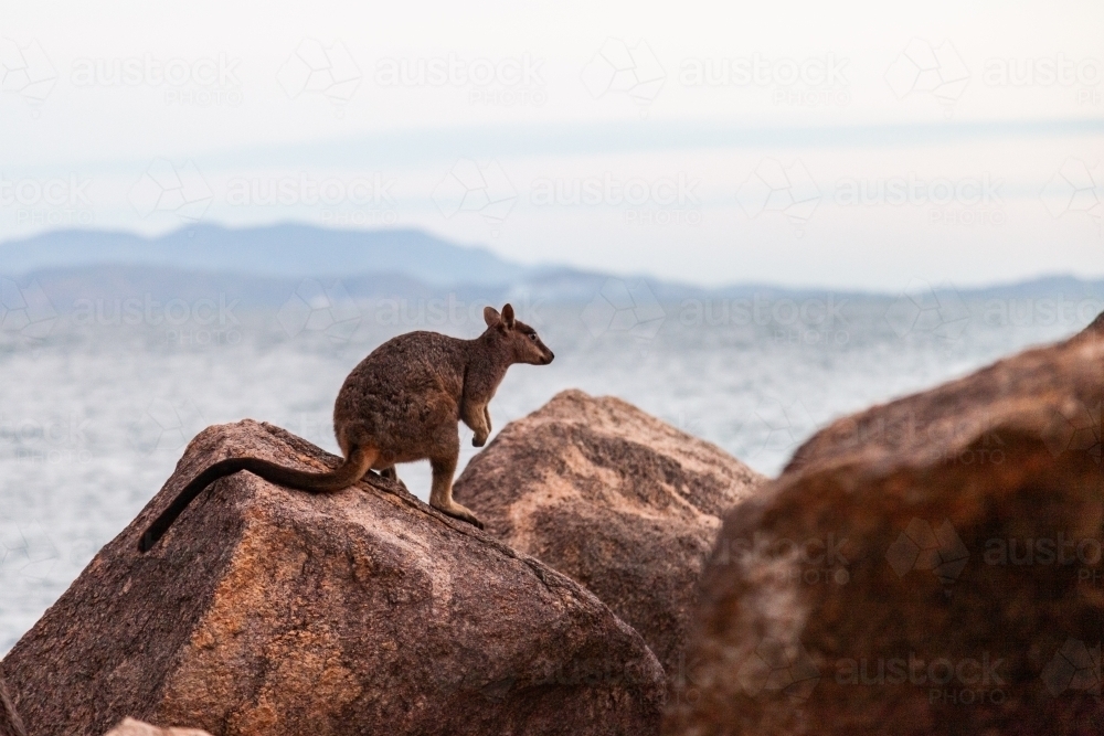 horizontal side view shot of a rock wallaby standing on a rock - Australian Stock Image