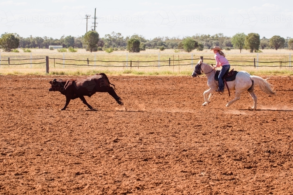 Horse and rider chasing cow - Australian Stock Image