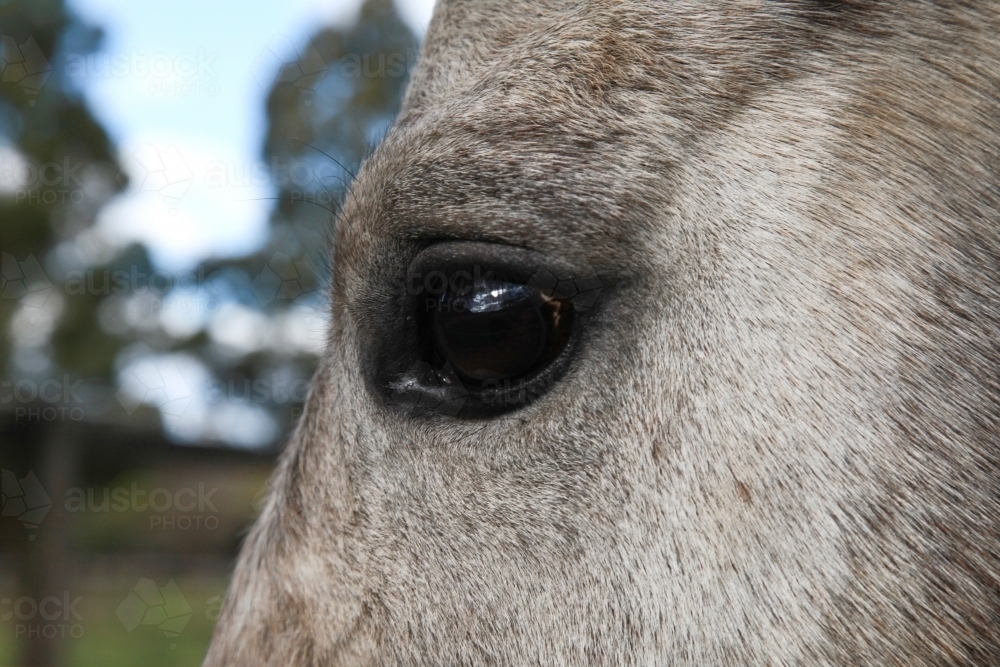 Horse eye - Australian Stock Image