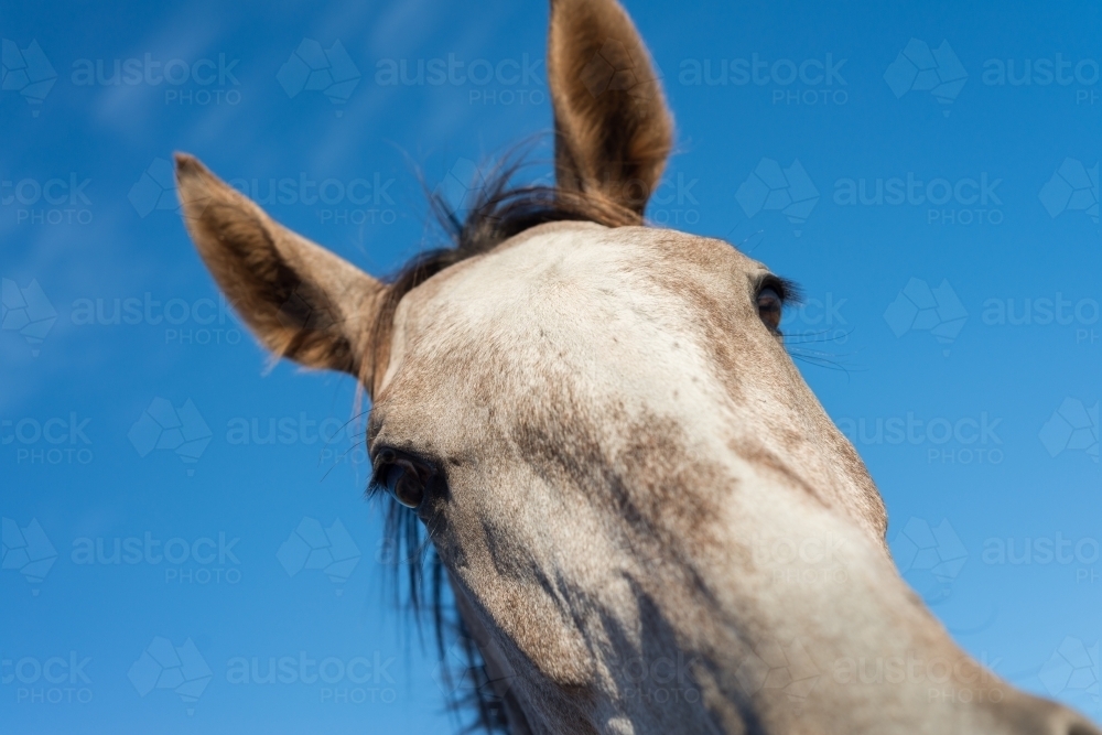 horse face - Australian Stock Image