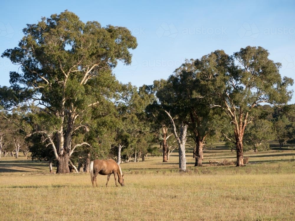 Horse grazing in a paddock with gum trees behind - Australian Stock Image