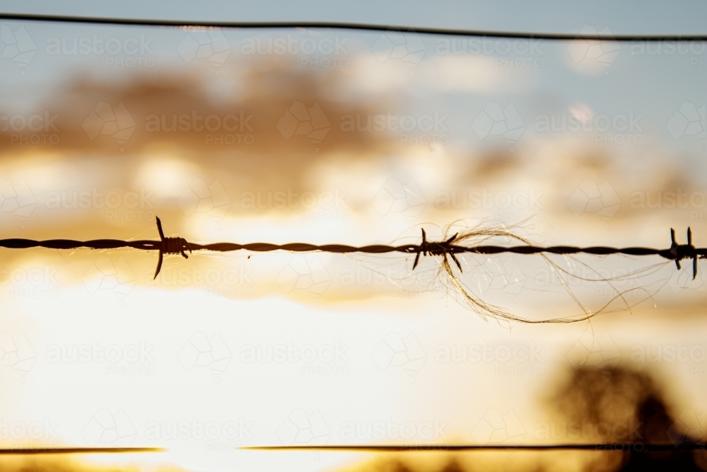 Horse hair caught in barbed wire fence close up at sunset - Australian Stock Image