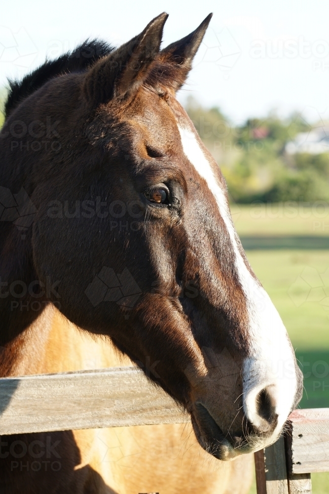 Horse head in profile - Australian Stock Image