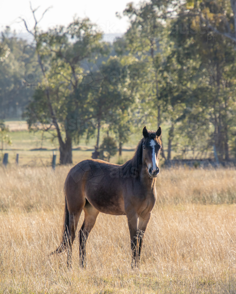 Horse in a country field - Australian Stock Image