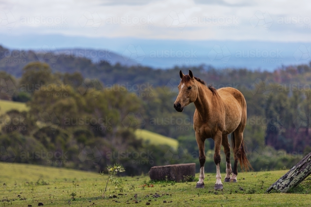 Horse in green paddock - Australian Stock Image