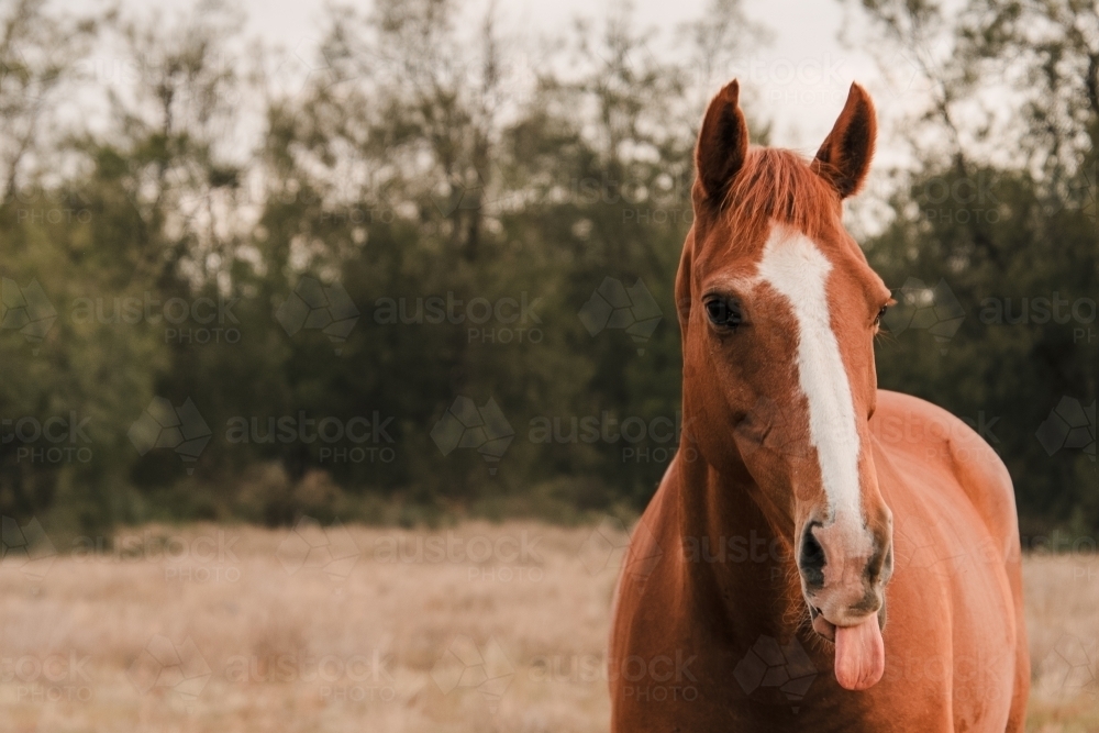 Horse in paddock with tongue out - Australian Stock Image