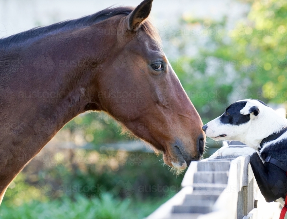 Horse meet dog - Australian Stock Image