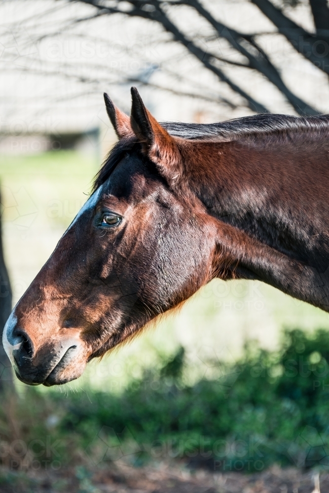 Horse profile - Australian Stock Image