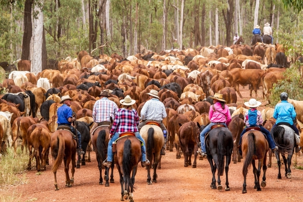 Horse riders mustering a large mob of cattle. - Australian Stock Image