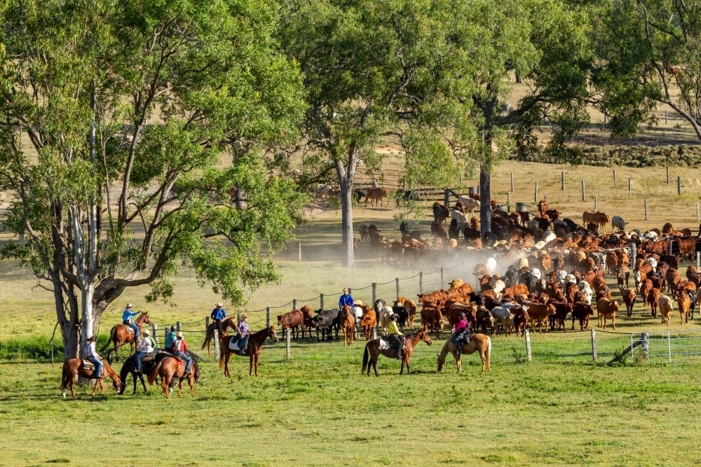 Horse riders waiting around a tree for the mob of cattle to leave the yards. - Australian Stock Image