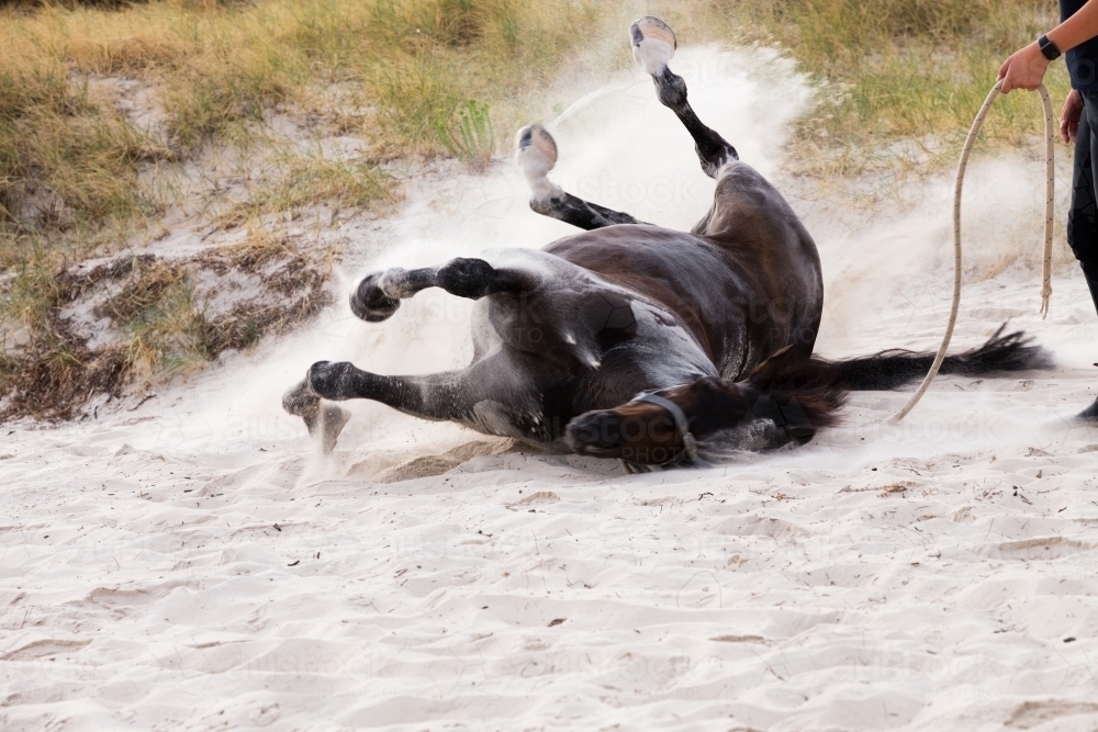 Horse rolling in sand on beach - Australian Stock Image