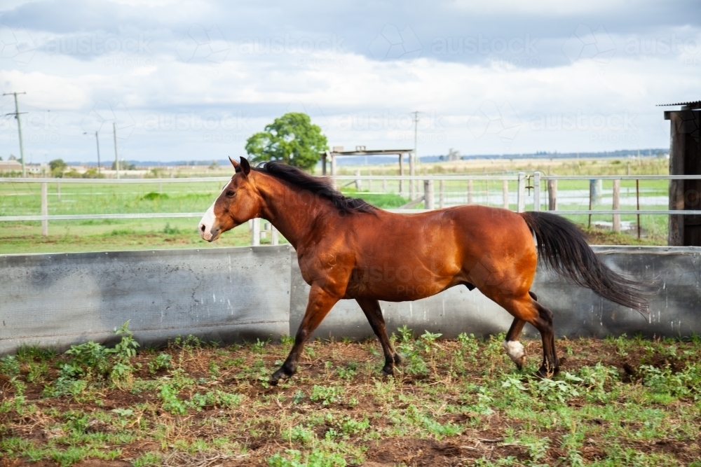 Horse showing paces in round yard - Australian Stock Image