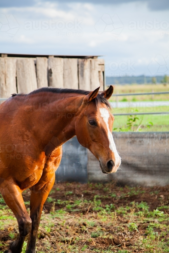 Horse with blaze marking in round yard - Australian Stock Image