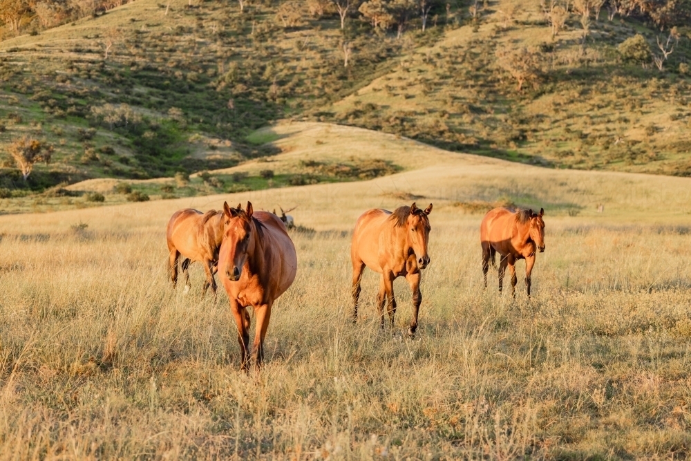 Horses in paddock at base of steep hill - Australian Stock Image