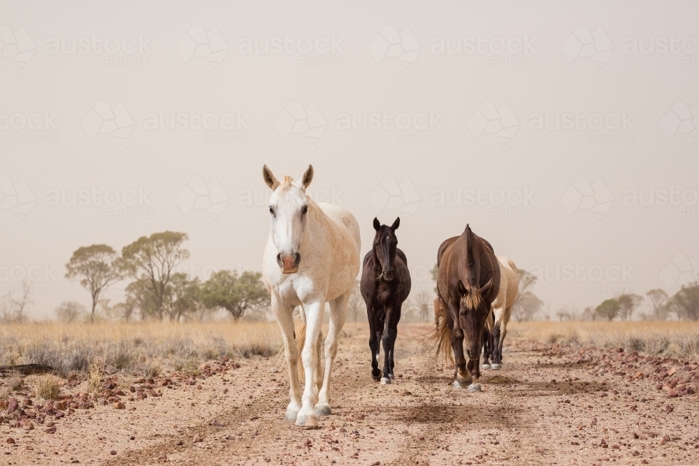 Horses walking in dust storm - Australian Stock Image