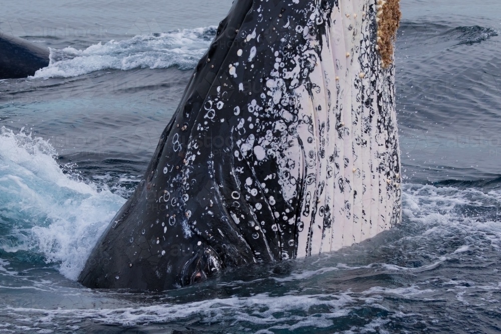 Humpback Eye - Australian Stock Image