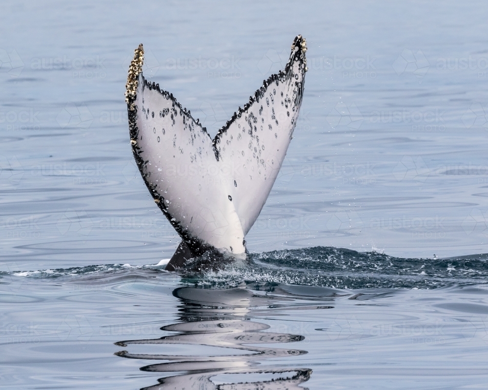 Humpback Fluke - Australian Stock Image