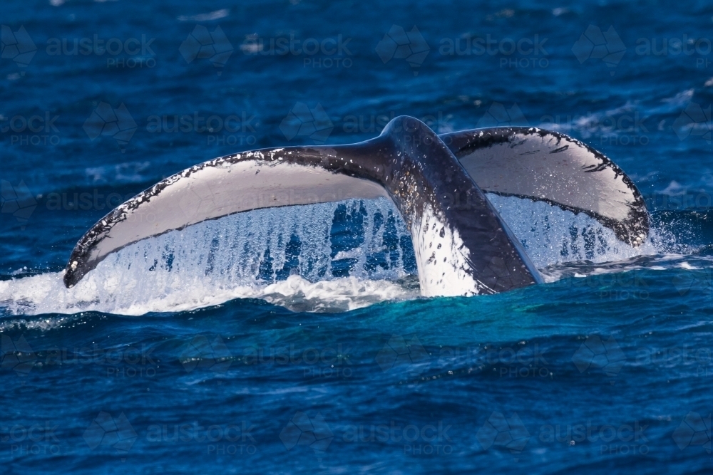 Humpback fluke going down - Australian Stock Image