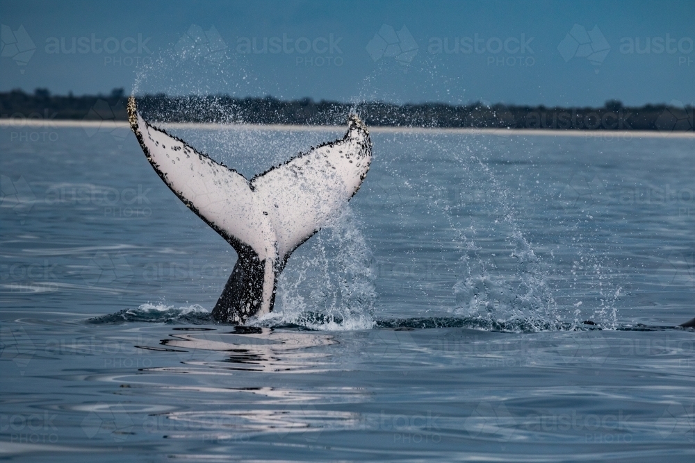 Humpback Fluke slapping - Australian Stock Image