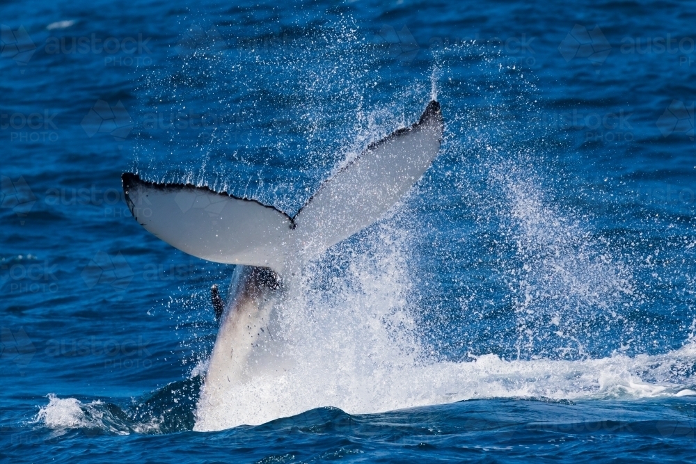 Humpback Fluke slapping - Australian Stock Image