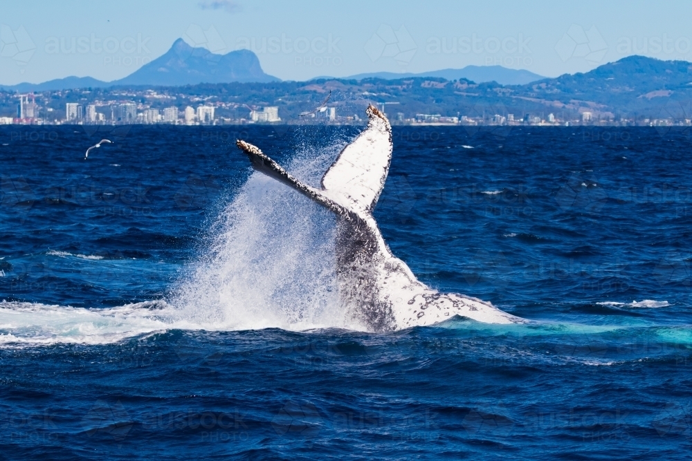 Humpback peduncle throw and Mt Warning - Australian Stock Image