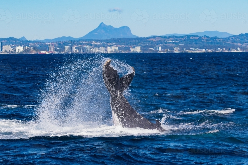 Humpback peduncle throw and Mt Warning - Australian Stock Image