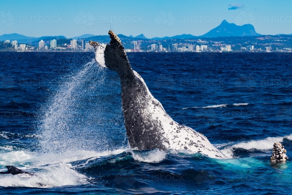 Humpback peduncle throw and Mt Warning - Australian Stock Image