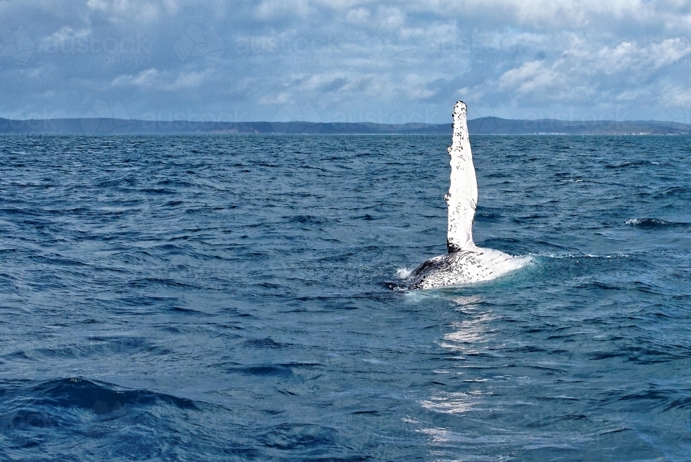 Humpback whale adult surfacing (Megaptera novaeangliae) - Australian Stock Image