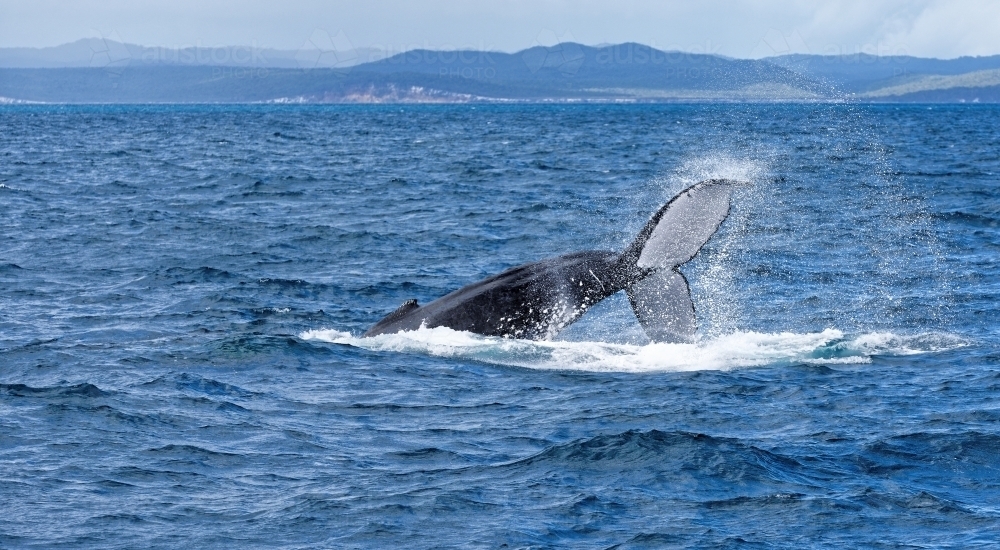 Humpback whale adult surfacing (Megaptera novaeangliae), near Fraser Island - Australian Stock Image