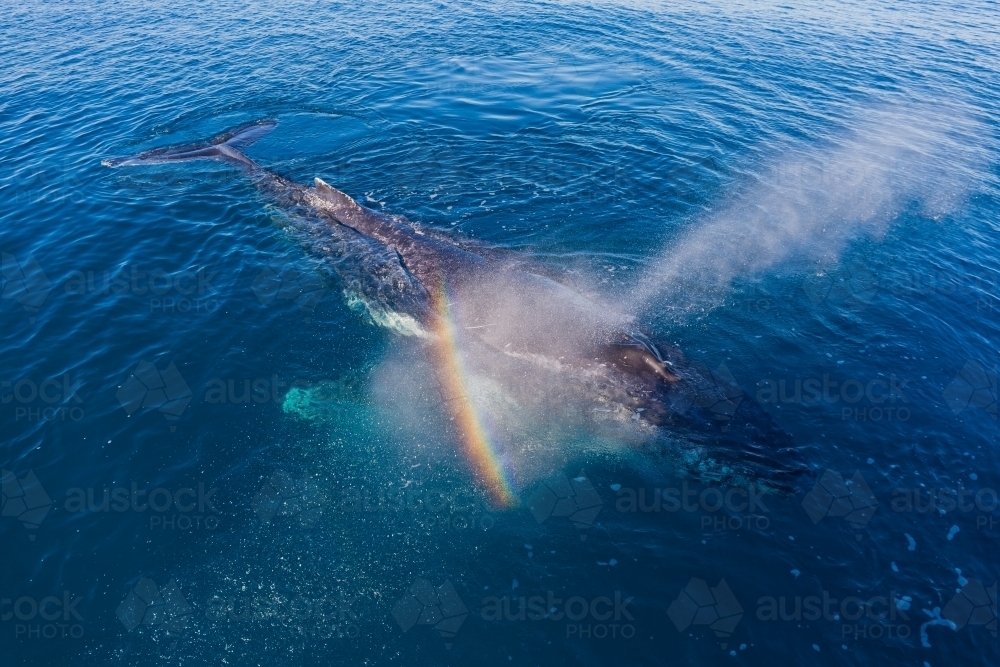 Humpback Whale blowing a rainbow in glassy water - Australian Stock Image