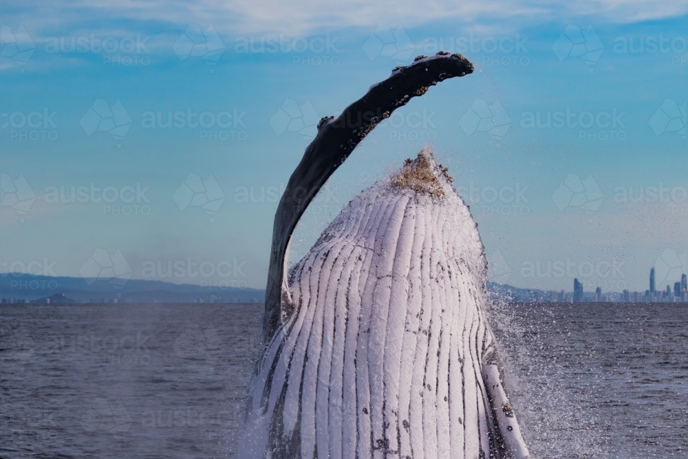 Humpback Whale breach up close - Australian Stock Image