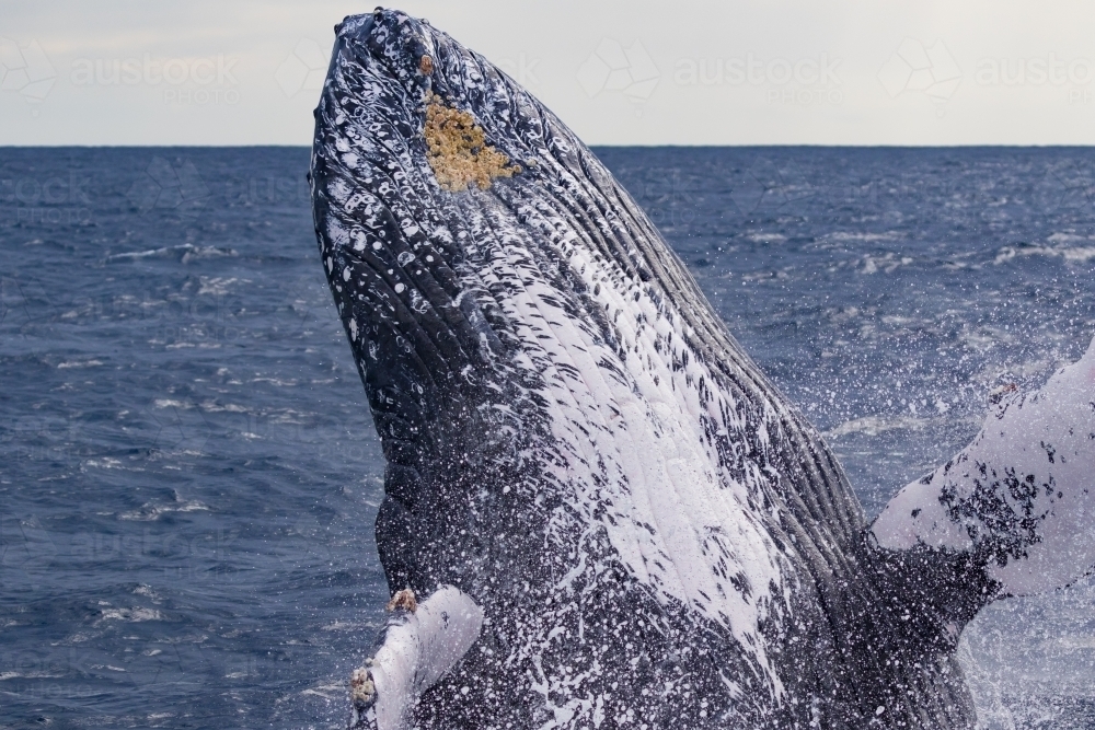 Humpback Whale breach up close - Australian Stock Image