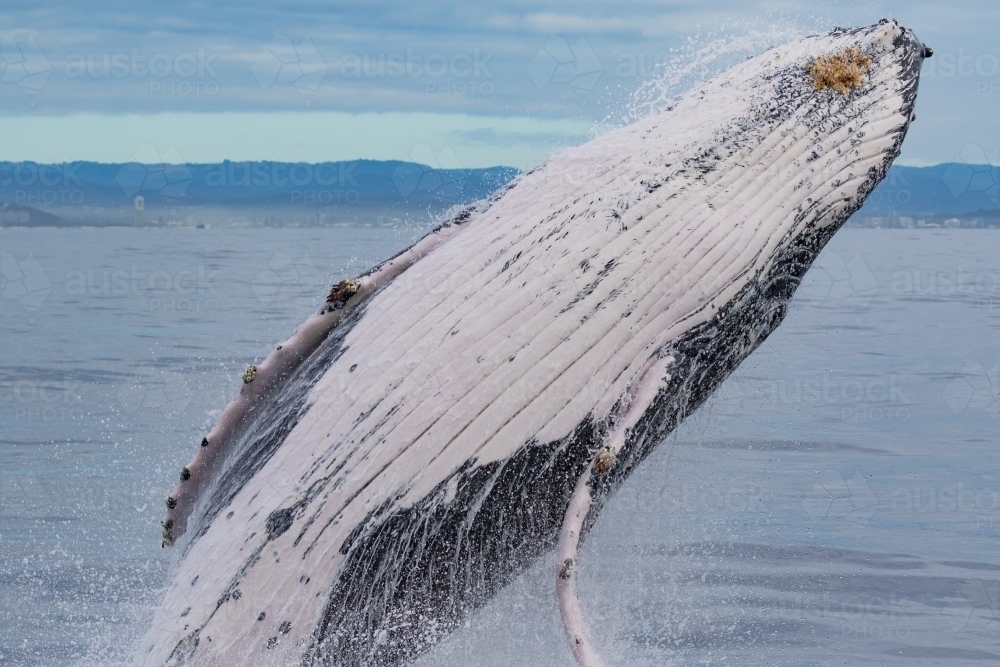 Humpback Whale Breaching - Australian Stock Image