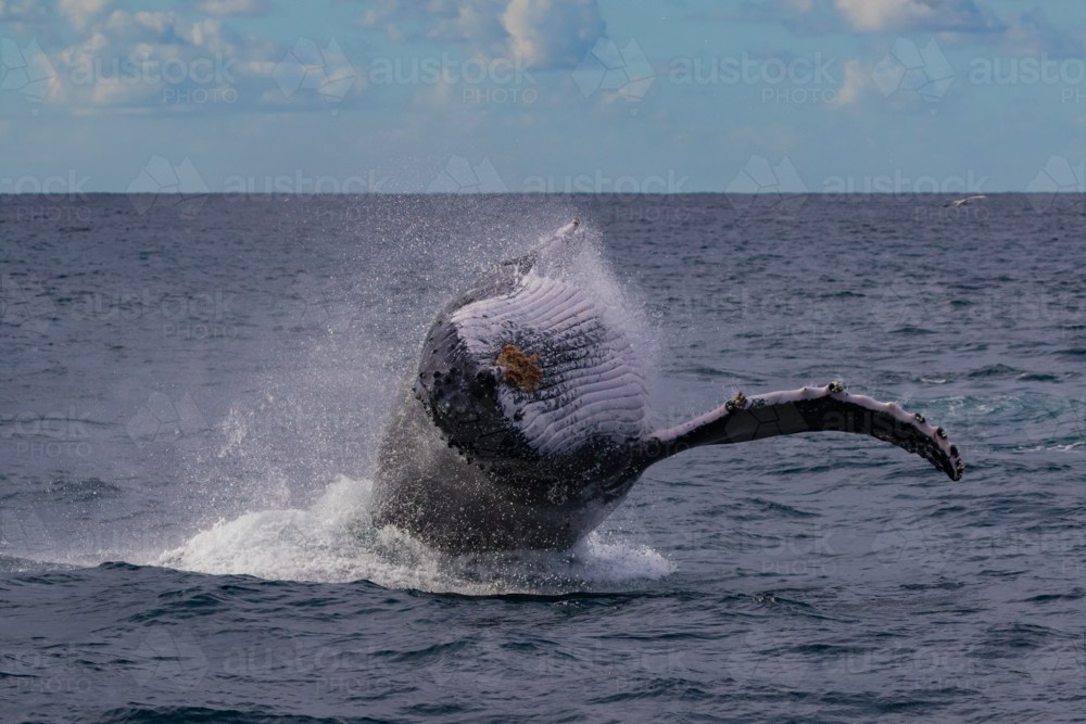 Humpback Whale breaching - Australian Stock Image