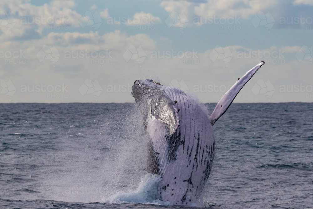 Humpback Whale breaching - Australian Stock Image