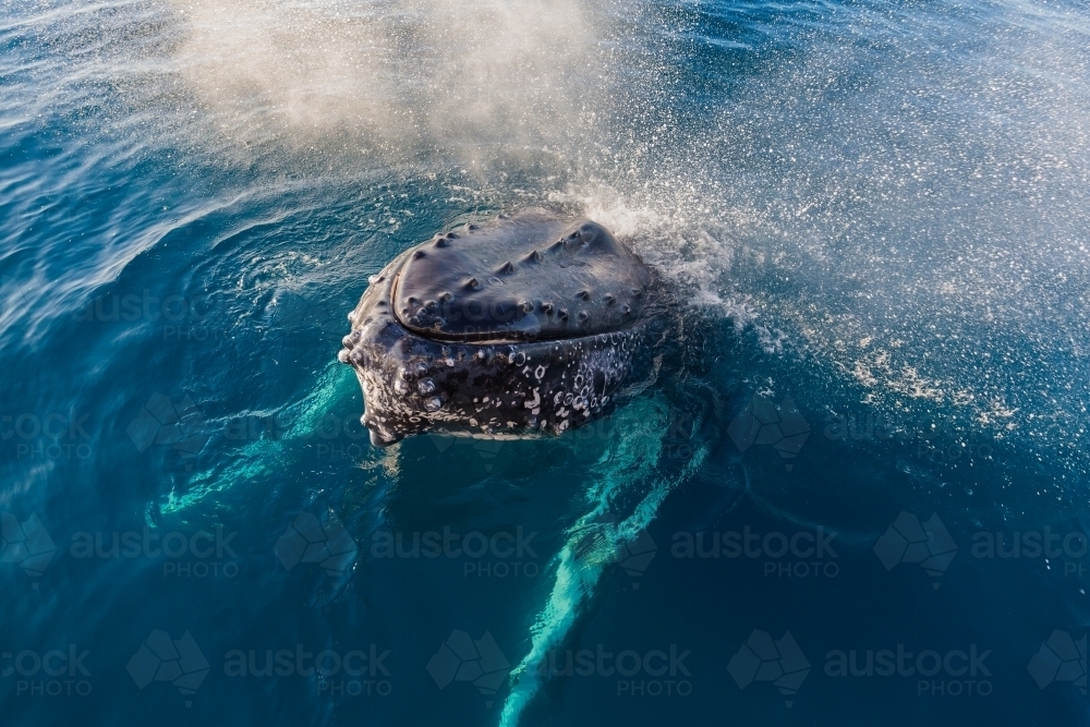 Humpback whale mugging boat in a glassy ocean - Australian Stock Image