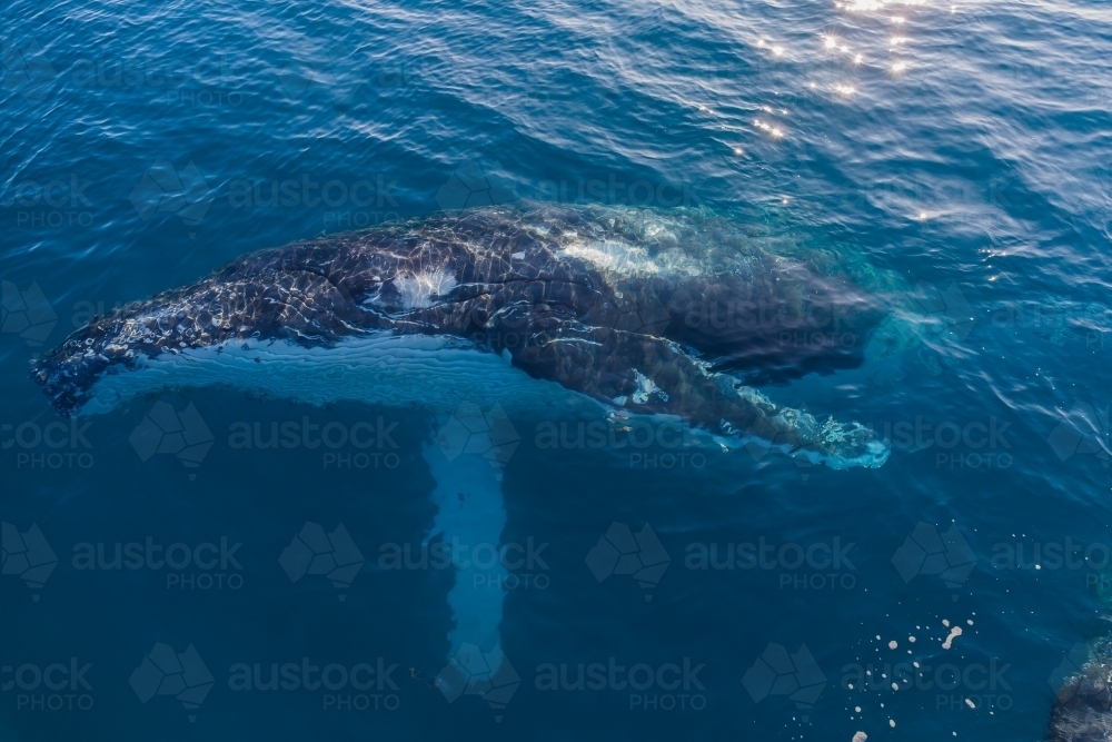 Humpback Whale on its side in glassy water - Australian Stock Image