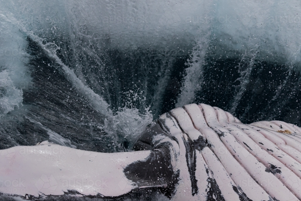 Humpback Whale Splash - Australian Stock Image