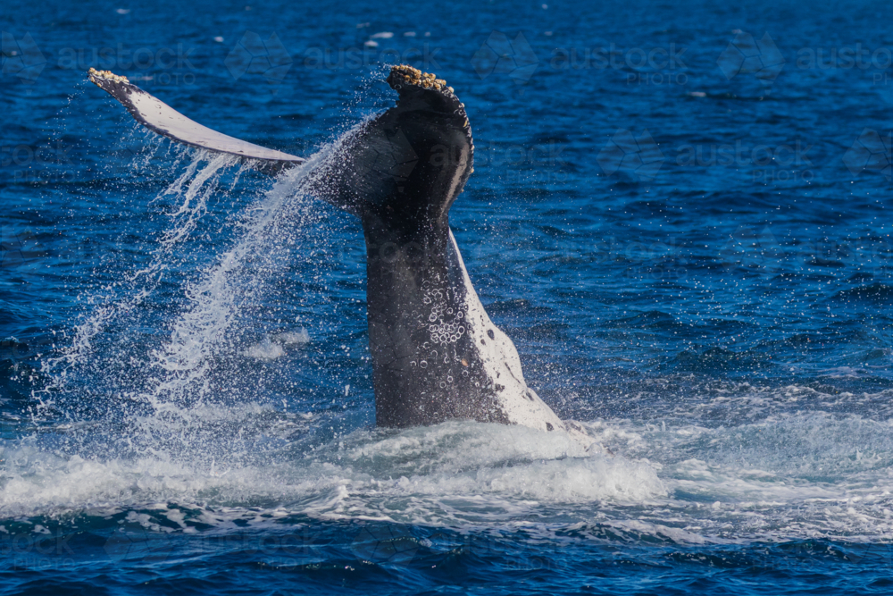 Humpback Whale Tail Slapping - Australian Stock Image