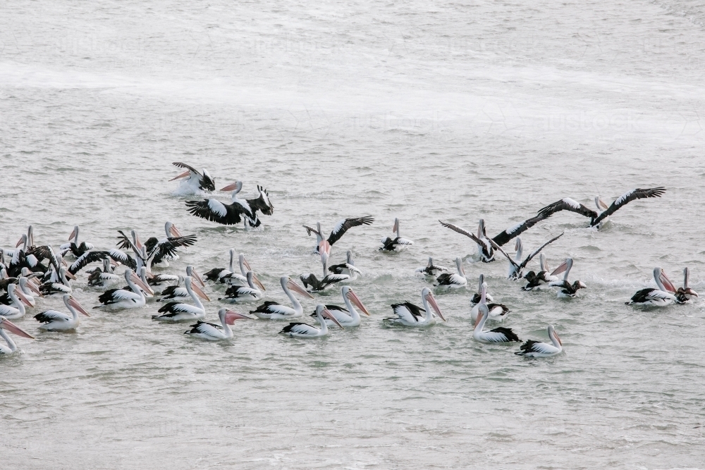 Hungry pelicans catching fish on an inlet - Australian Stock Image