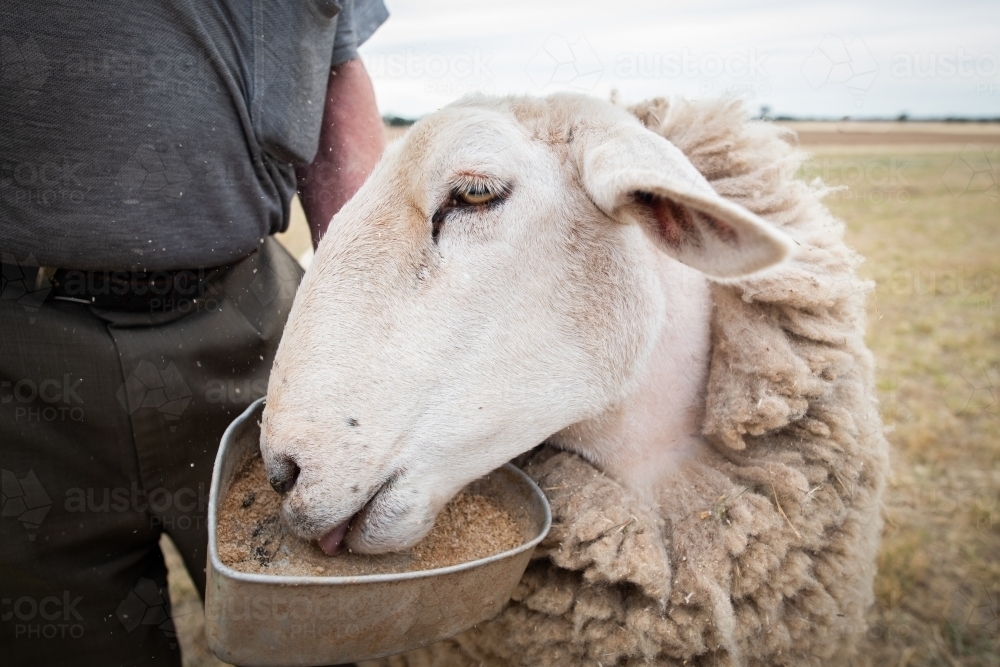 Hungry sheep eating out of grain bowl - Australian Stock Image