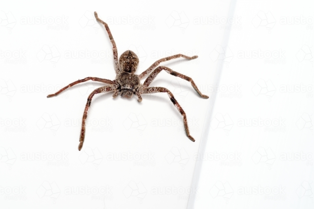 Huntsman on a wall - Australian Stock Image