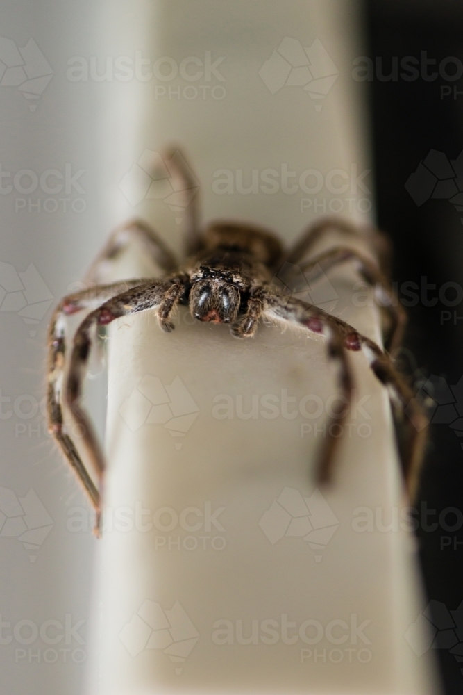 huntsman spider up close - Australian Stock Image