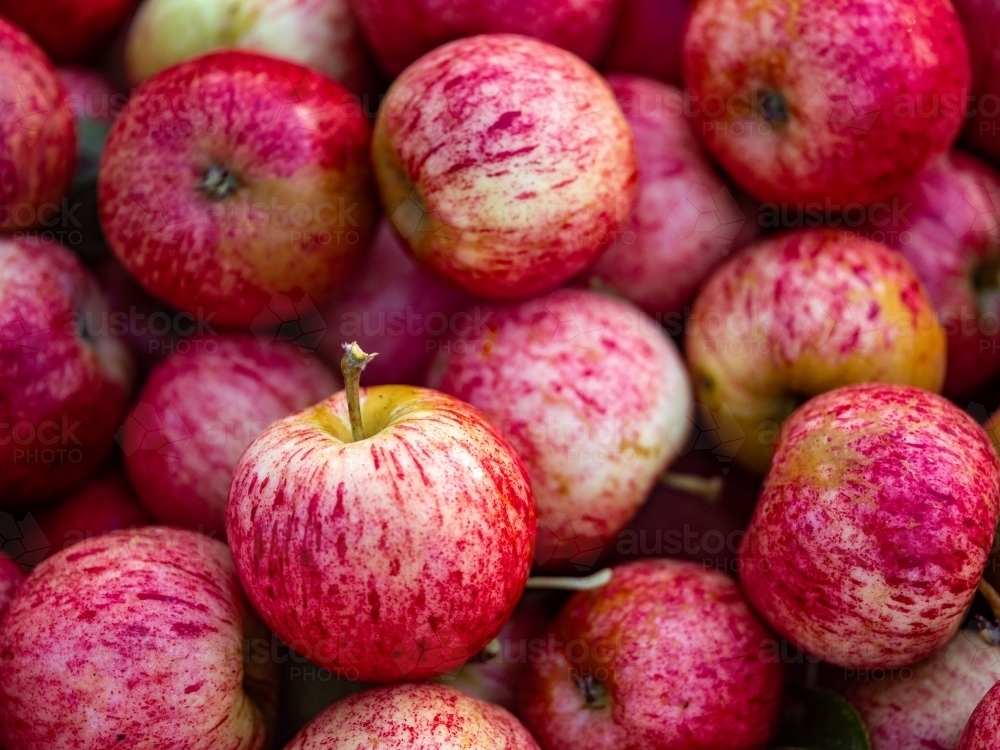 Huon Valley Apple Orchard picked fruit in bin - Australian Stock Image