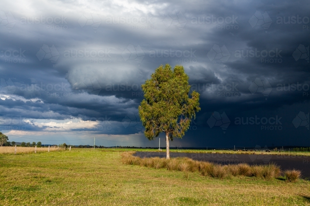 Incoming dark stormy rain clouds over sunlit rural farm paddock with dam and gum tree - Australian Stock Image