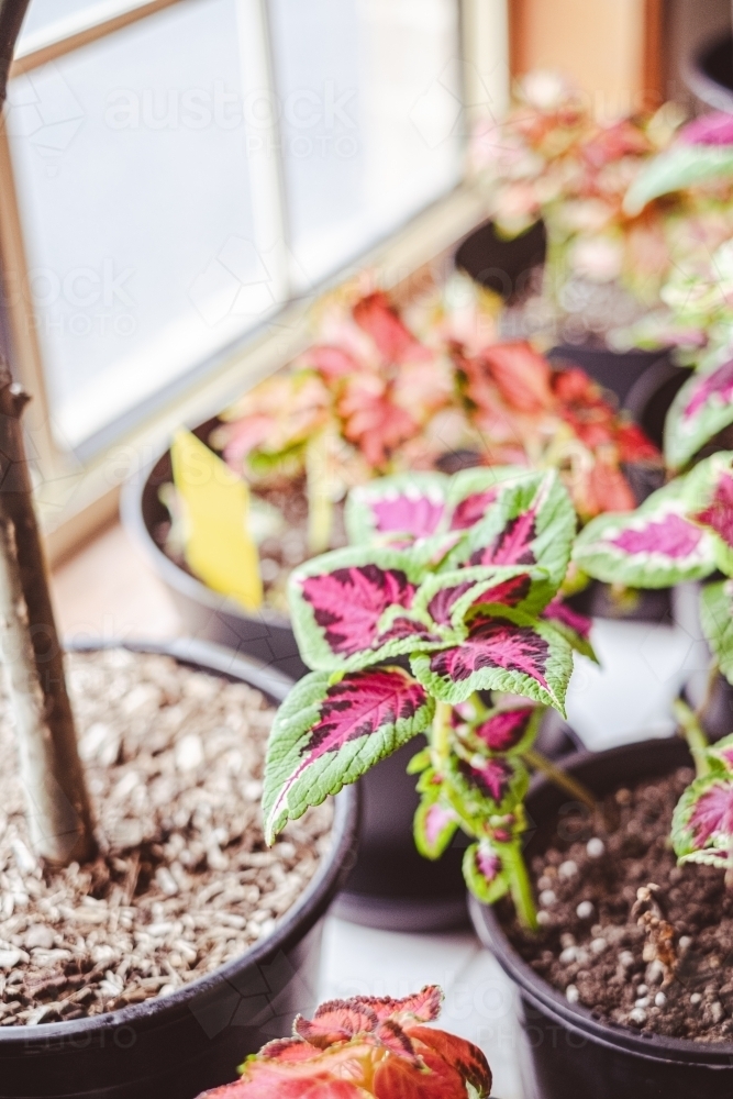 indoor plants with colourful leaves - Australian Stock Image