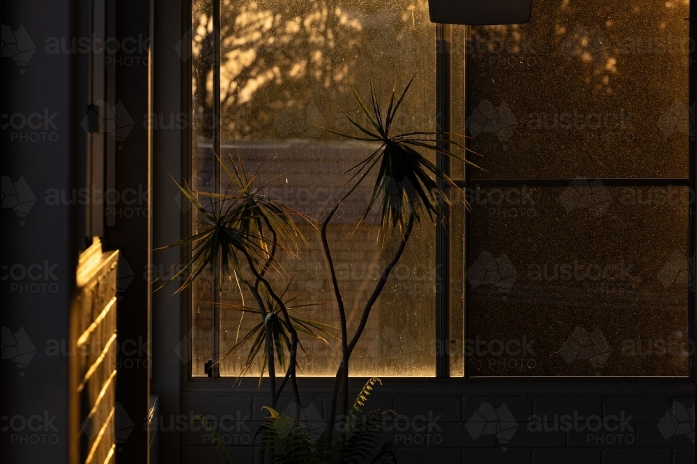 Indoor pot plant illuminated by golden afternoon sun - Australian Stock Image